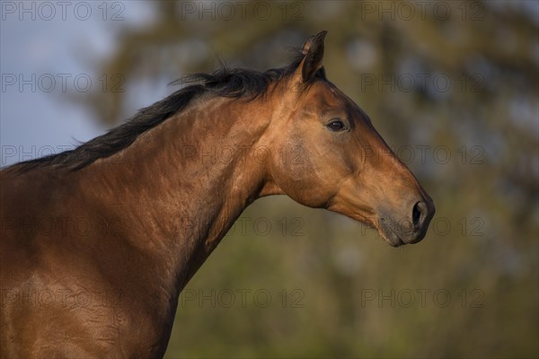 Portrait of a bay Warmblood gelding on a meadow