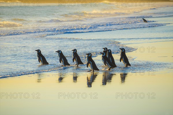 Magellanic penguins