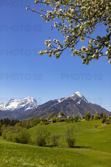 Flowering fruit tree