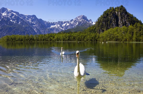 Mute swans