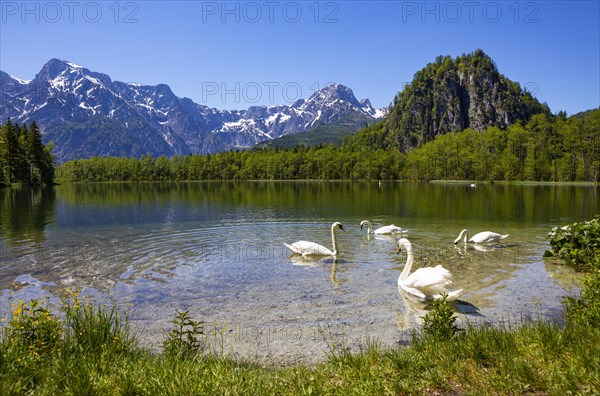 Mute swans