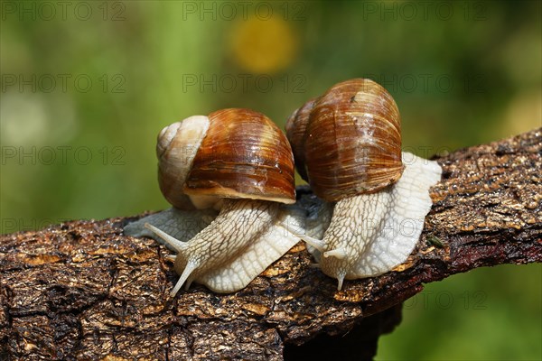 Two Burgundy snails