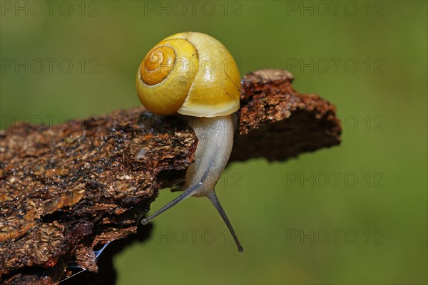 White-lipped snail