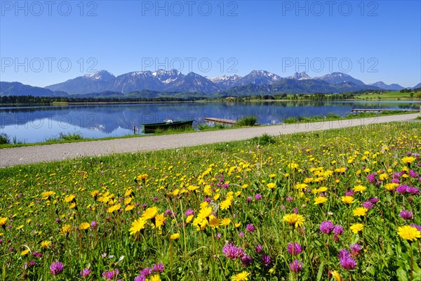 Flower meadow