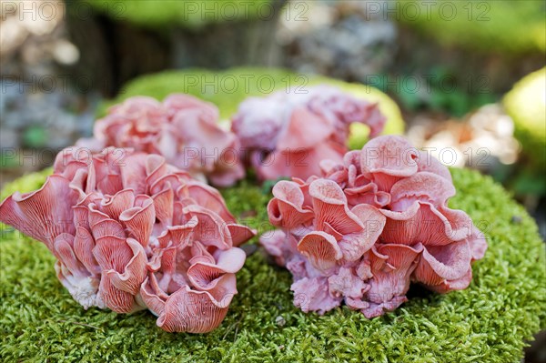 Pink oyster mushrooms