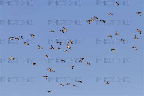 Eurasian Wigeon