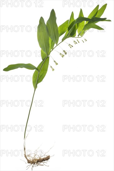 Solomon's seal