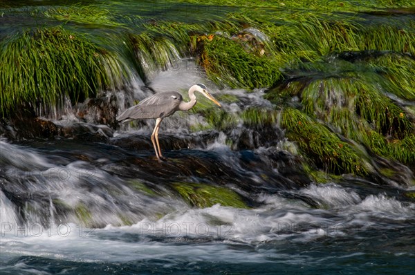 Grey heron