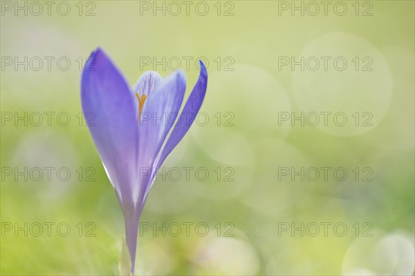 Woodland crocus