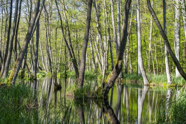 Alder swamp forest in the Briesetal nature reserve