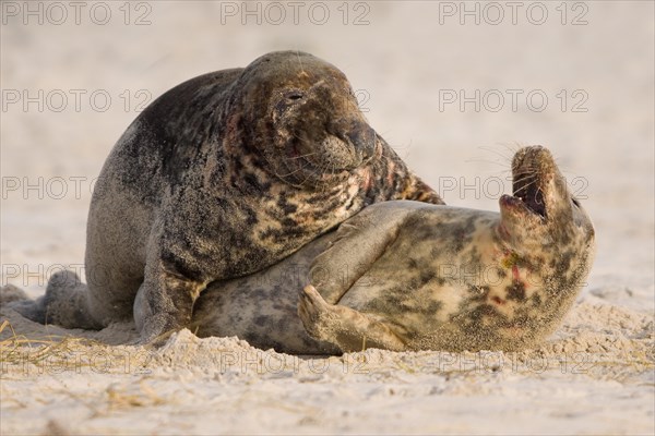 Grey seals