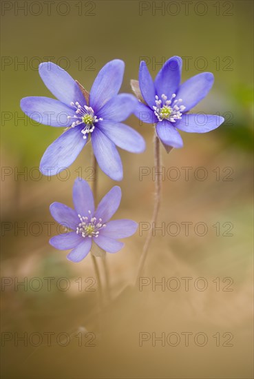 Liverwort