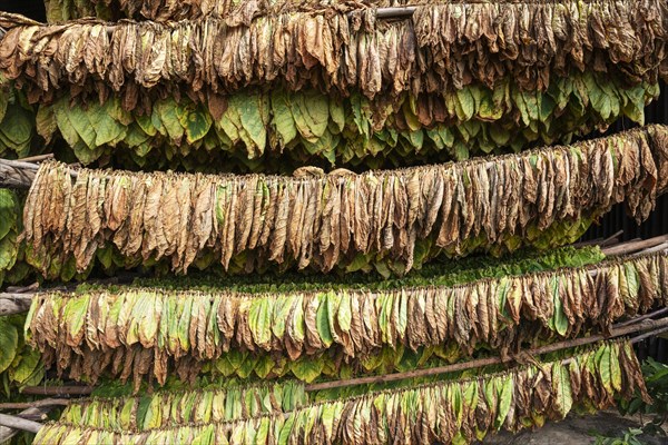 Cultivated tobacco