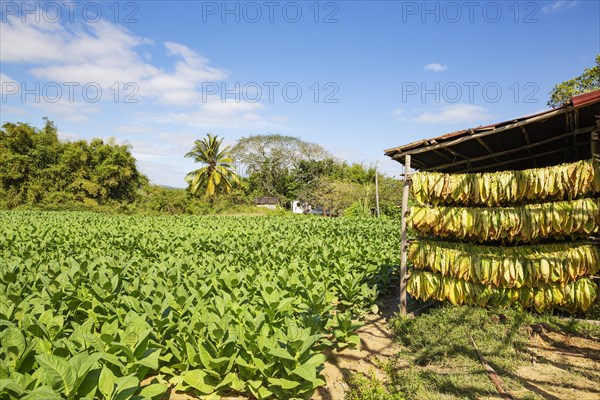 Cultivated tobacco