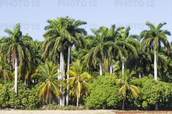 Royal palms