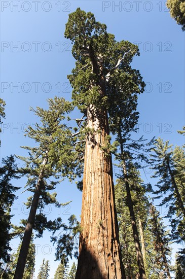 Giant sequoia