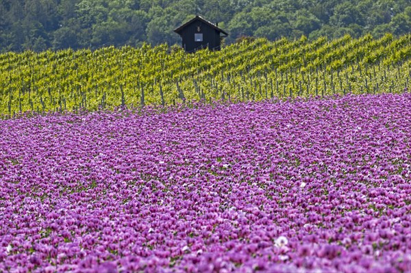 Opium poppy