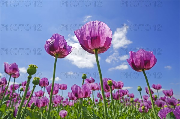 Opium poppy