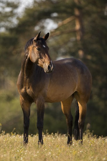 Statue Brown Holstein mare in the pasture