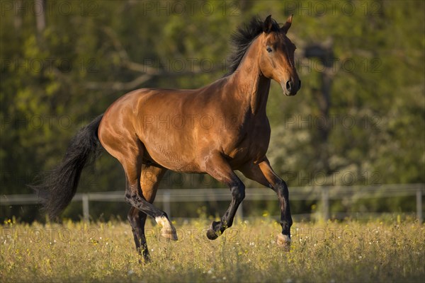 Brown Warmblood gelding at a gallop in the meadow