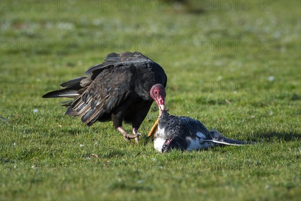 Turkey vulture