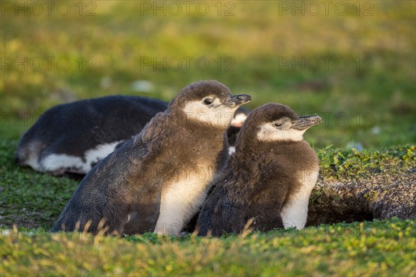 Young Magellanic penguins