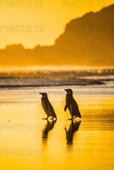 Magellanic penguins