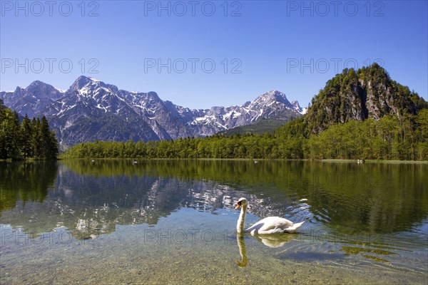 Mute swan