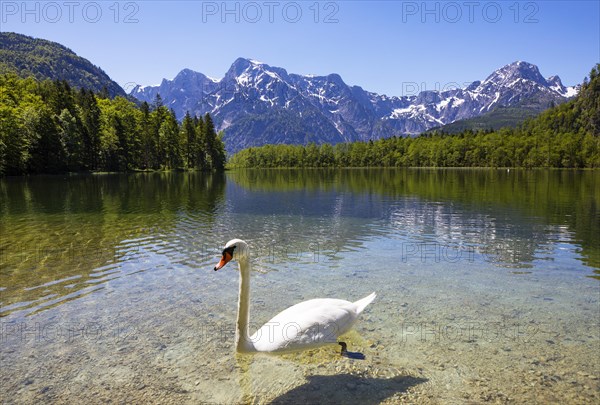 Mute swan