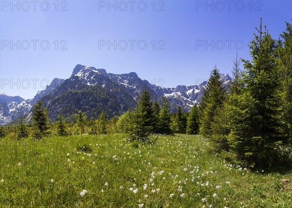 Meadow with white daffodils