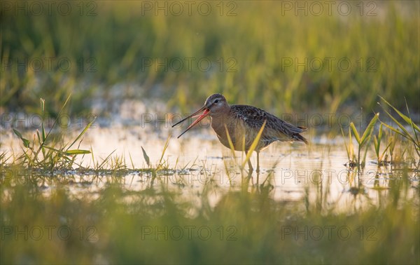 Black-tailed godwit