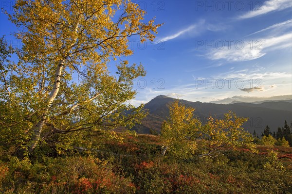 Autumnal mountain landscape with Downy birches