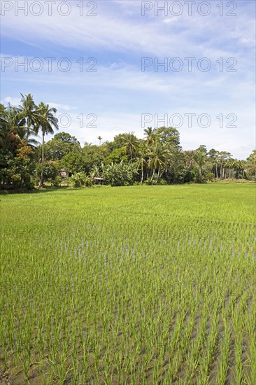 Green rice paddies