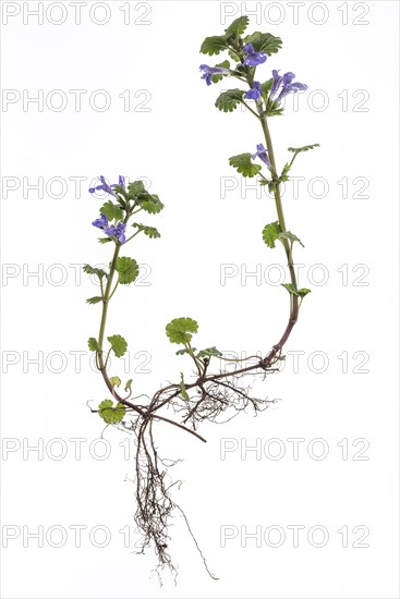 Ground ivy