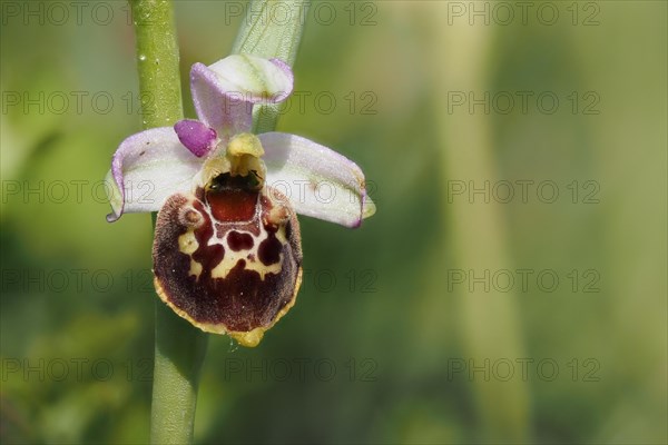 Flower of the Late spider-orchid