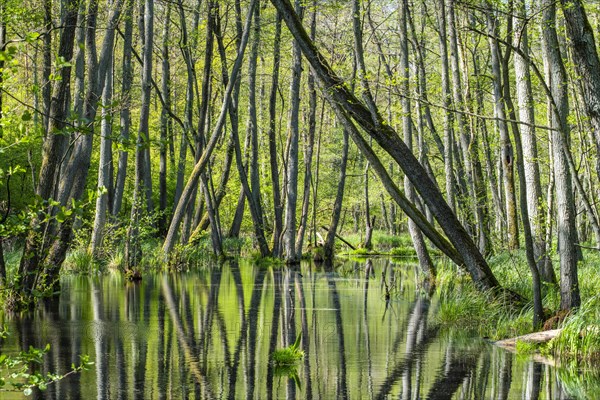 Alder swamp forest in the Briesetal nature reserve