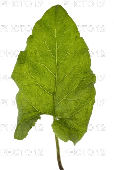 Sheet of a White butterbur