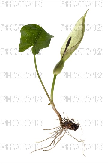 Common arum