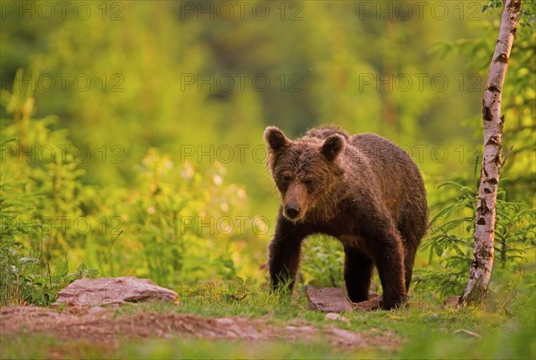 Brown bear