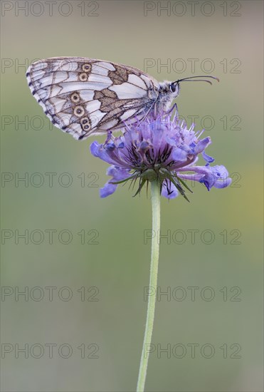 Marbled white