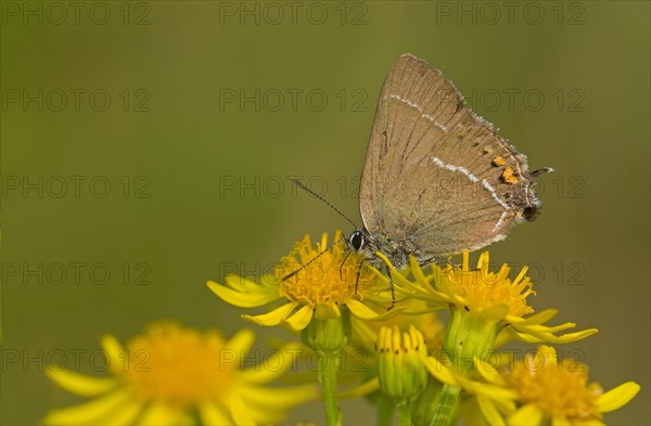 Sloe hairstreak