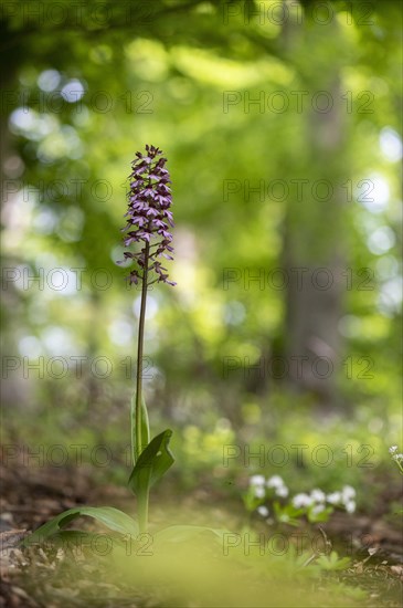 Northern marsh-orchid