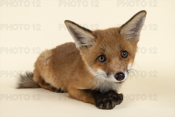 Red fox