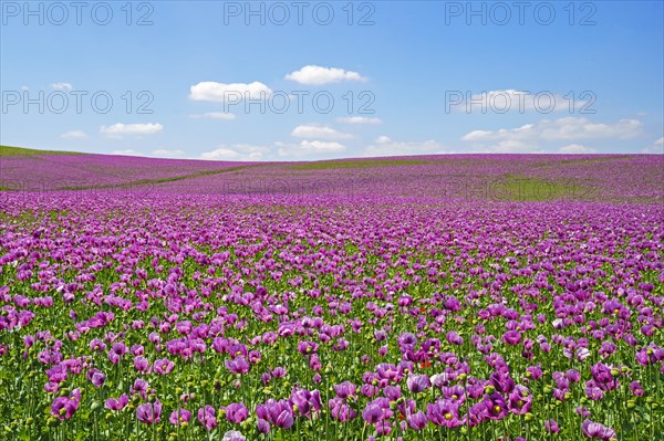 Opium poppy