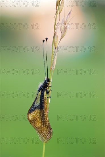 Owly Sulphur