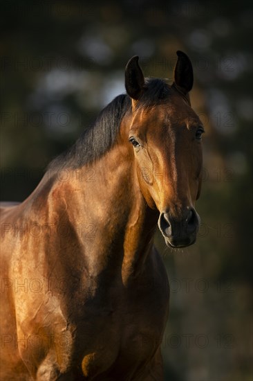 Portrait of a bay Warmblood gelding on a meadow