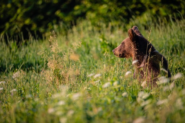 Young bear