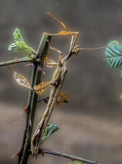 Ausstralian ghost insect