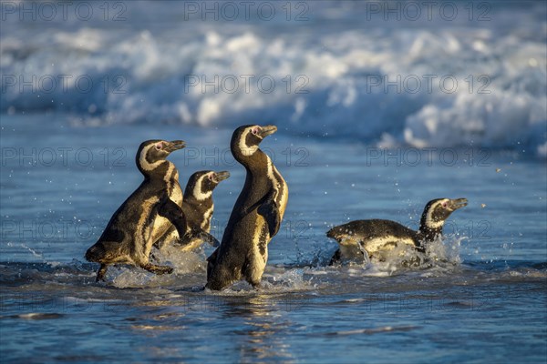 Magellanic penguins