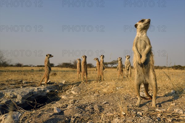 Family Meerkat